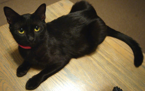 black-animal-cute-cat-lying-pet